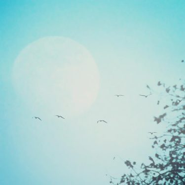 We get it almost everynight when that moon is big and bright it’s a…