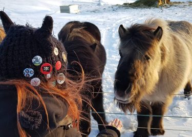 Feeding the fluffs #iceland???????? #iceland #goldencircle #icelandhorse #horse #travelphotography #traveling #travelgram #travel #trip #voyage…