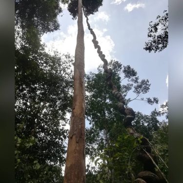 Taman Negara jungle. App 130 mio years old, oldest in the world. No filters…