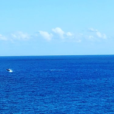 Today I watched the whales breach the surface, while hiking in one of my…
