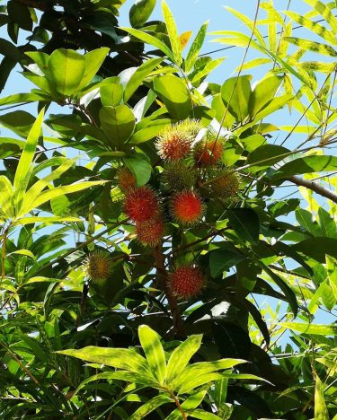 Low hanging fruits Rambutan . . . #travels #traveldiary #igtravels #journey #instatravel #instalike #instasg…
