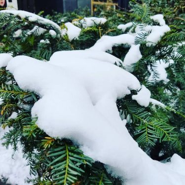 The snow was fun, but I’m glad to be home! I love to watch…