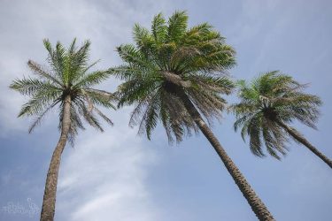 Today I’m sharing a fairly simple photo of some palm trees. Palm trees always…