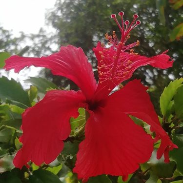 Just living right in the jungle with All that green. #flowers #flower #naturephotography #nature…