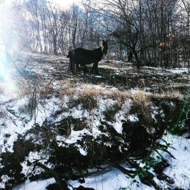 Wild horses in the snow. #wildhorses #italy