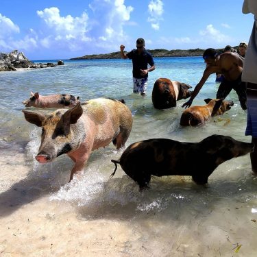 Багамские свинки на необитаемом Exuma. Симпатичные, но не очень дружелюбные)