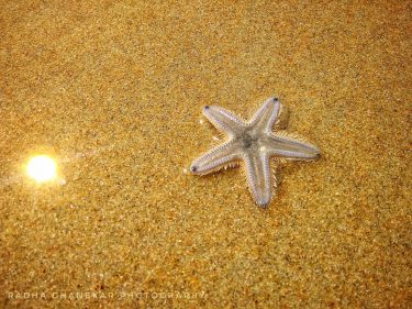 #photography #sealife #starfish #travel #travelgram #memories #moments #picoftheday #photooftheday #capture #photgraphyaddict #wanderlust #travelbug #explore…