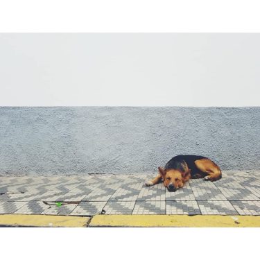 Tough Day! #travel #trip #roadtrip #onroad #instapet #dog #cachorro #viajar #travels #drive #travelblogger  #southamerica…