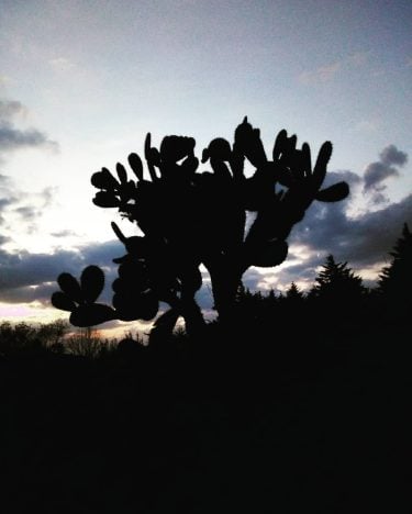 Atardecer a la vista de un nopal . . #traveladdict #travelblog #travelers #traveller #travelphoto…