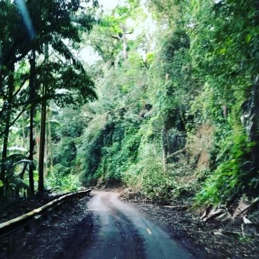 Remote one lane roads in the middle of no where, covered in giant fallen…
