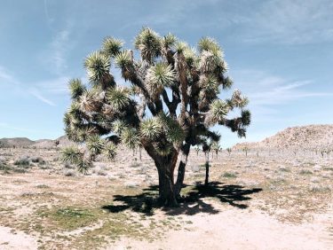 I’m now in Denver but thinking about the desert because of road closures to…