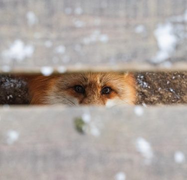 Peekaboo #bnesimppl