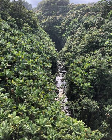 “The Rain Forest did not tolerate frailty of body or mind. Show your weakness,…