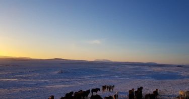 Traveling horses #iceland???????? #iceland #goldencircle #horse #icelandhorse #travelphotography #traveling #travelgram #travel #trip #voyage #sunlight…