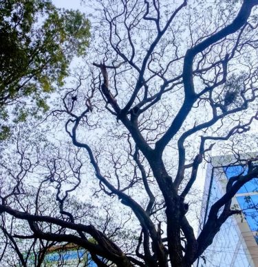 Colors of !!! #instapost #instagram #instalook #instaclick #wanderlust #wanderer #wanderlove #triptocommunity #aroundbangalore #aroundtheworld #around…