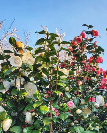 Fleurs