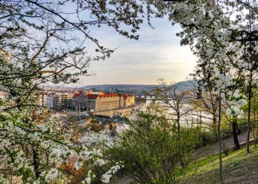 Time for the #cherryblossoms in #Prague #Springtime #cityscape #urbanpark #cherryblossomsPrague