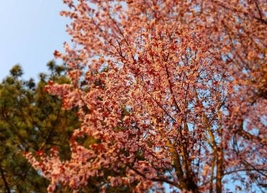 Beautifull spring tree #germany #kronberg #krombergimtaunus #travelphotography #traveling #travelgram #travel #trip #voyage #photography #nature&hellip;