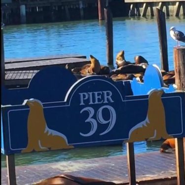 San Fran Tip – The seals totally took over the so you don’t get…
