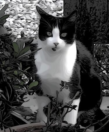 #fotartplgz #bnesimppl #traveldestinations_ig Edited with: @carbonblackandwhite _ #cat #meow #pussycat #picpets #pets #kittensofinstagram #sweet&hellip;