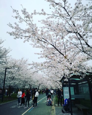 Sakura fevers ???? . . . #travels #traveldiary #igtravels #journey #instatravel #instalike #instasg #visualfinder…