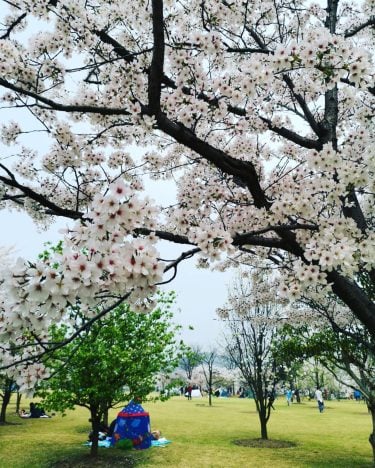 A day under the Sakura tree . . . #travels #traveldiary #igtravels #journey #instatravel…