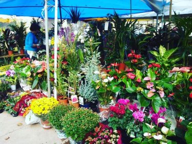 #viladoconde #potugal #flower #flores #travelvlog #travelers #szili_furgonnal_vlog #traveller #travelinsta #travelphoto #travelgram #travelblogger #travelphotography #trip…