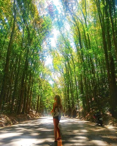 The man-made mahogany forest in Bohol – a two-kilometer stretch of densely planted Mahogany…