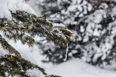 #snow . . #photography #photo #beautiful #instagood #picoftheday #mountains #travelbug #photooftheday #closeup #aspentrees #naturephotography&hellip;