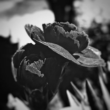#fotartplgz #bnesimppl #traveldestinations_ig Edited with: @carbonblackandwhite _ #photo #photos #nikon #pics #picture #pictures #snapshot…