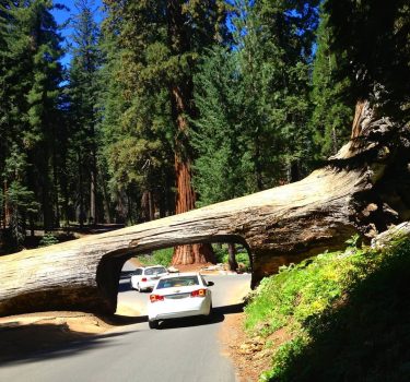 The tunnel for cars made in the sequoia tree – Sequoia National Park in…