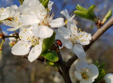 Sweet little ladybug #ladybug #insect #insects #germany #kronberg #krombergimtaunus #travelphotography #traveling #travelgram #travel #trip…