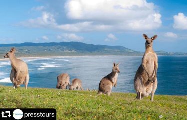 Chiedi l’Australia di Presstour nelle nostra agenzia viaggi.⁣ ⁣ #oceania⁣ #australia⁣ #presstour⁣ #agenziaviaggi⁣ #tour⁣&hellip;