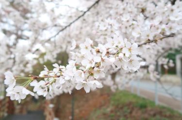 Had to post a cherry blossom picture before they all fell off . .…