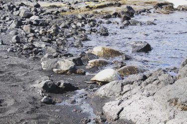 All of my turtle friends are out here enjoying the black sand beaches on…