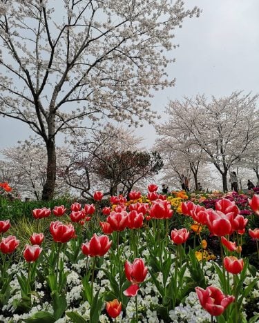 Tulips and Cherry blossom at Shanghai . . . #travels #traveldiary #igtravels #journey #instatravel…