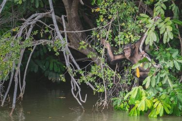 I’ve made this capture while sailing along the Gambia river, near Baboon Island National…