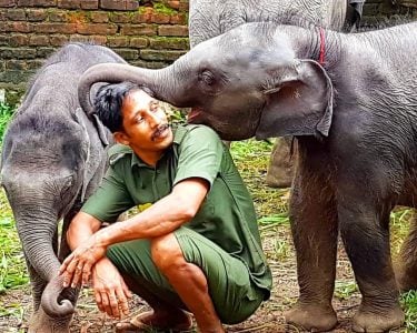 Elephant Rehabilitation Centre Kappukadu in India Sierociniec i Centrum Rehabilitacji dla młodych słoni Kappukadu…