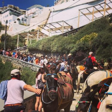 Can you believe it!? I was caught in between of this human and donkey&hellip;