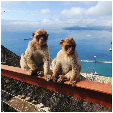 ᴳᴵᴮᴿᴬᴸᵀᴬᴿ ↠⠀⠀⠀⠀ ↠ ᴳᴵᴮᴿᴬᴸᵀᴬᴿ .⠀ .⠀ #gibraltar – was für eine Freude wieder hier&hellip;