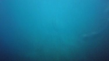 Manta rays are found around the globe in temperate and tropical waters. Little is…