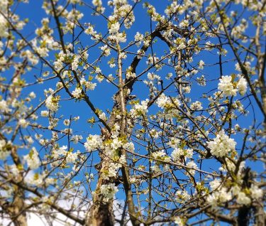 Blue and white #germany #kronberg #krombergimtaunus #travelphotography #traveling #travelgram #travel #trip #voyage #photography #nature…