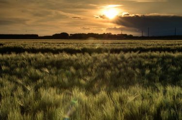 I’m just talking to the cornfield Campolonghetto #naturalhairdaily #agricoltura #agriculture #landscape_hunter #landscape_lovers #landscapecaptures  #landscapestyles_gf #sunset&hellip;