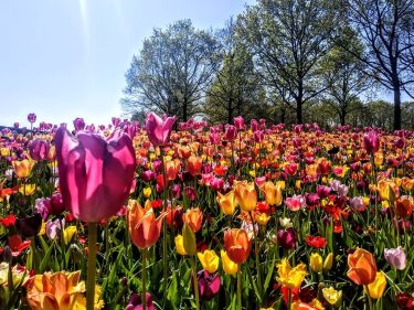 Spring in Holland #spring #holland . . . . . . . #wander #wanderlust…