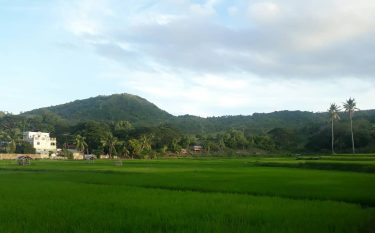 This relaxing view of rice fields everytime I travel . . . . .…