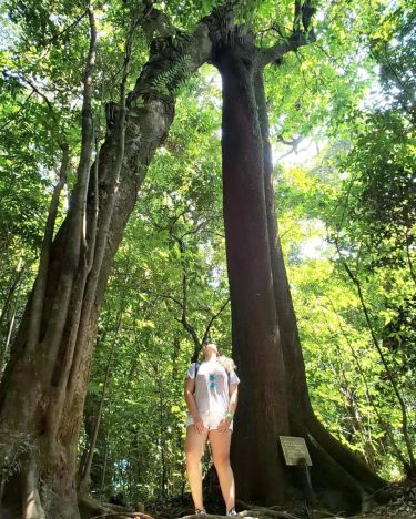 Paisajes que se convertirán en postales para tu corazón . Encontré el árbol del&hellip;