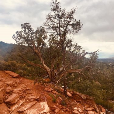 The Juniper well known in Sedona because their roots are twisted due to the&hellip;