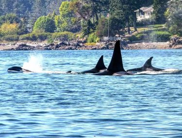 Orcas in the Straight of Georgia, an unforgettable experience . . . . .&hellip;