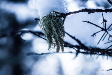 #snow . . #photography #photo #beautiful #instagood #picoftheday #mountains #travelbug #photooftheday #closeup #aspentrees #naturephotography…