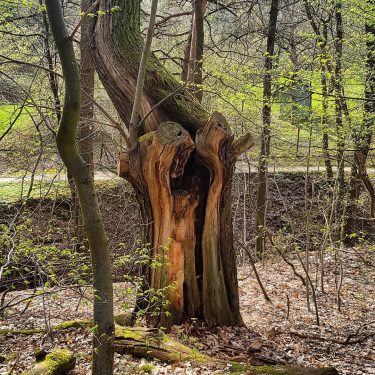 Spooky tree is going to eat you #tree #spooky #germany #kronberg #krombergimtaunus #travelphotography #traveling…